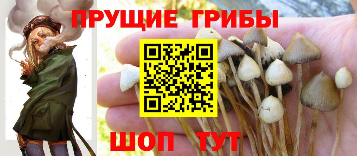 Псилоцибиновые грибы Psilocybine cubensis Ногинск